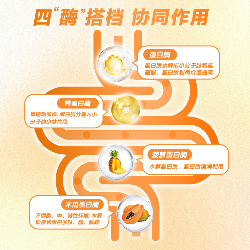 蛋白酶
