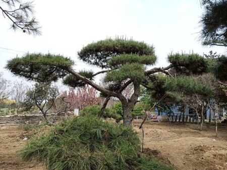 造型黑松