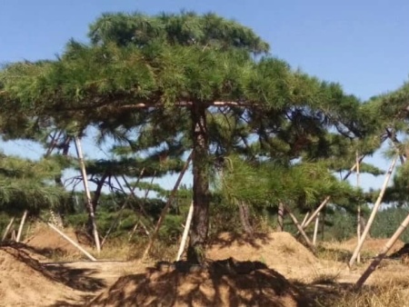 莱芜造型黑松