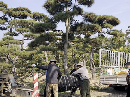 泰安造型松基地