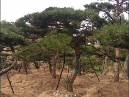 泰山造型黑松