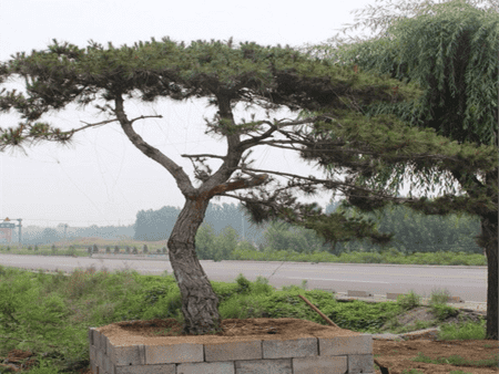 莱芜造型松基地