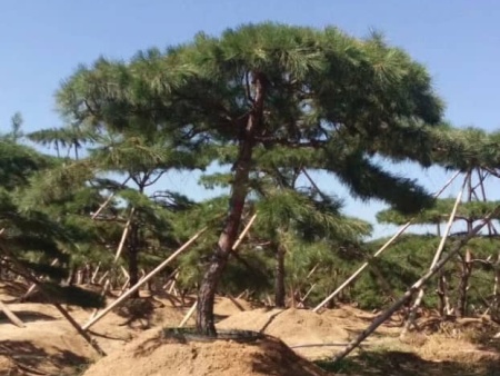 泰安造型油松基地