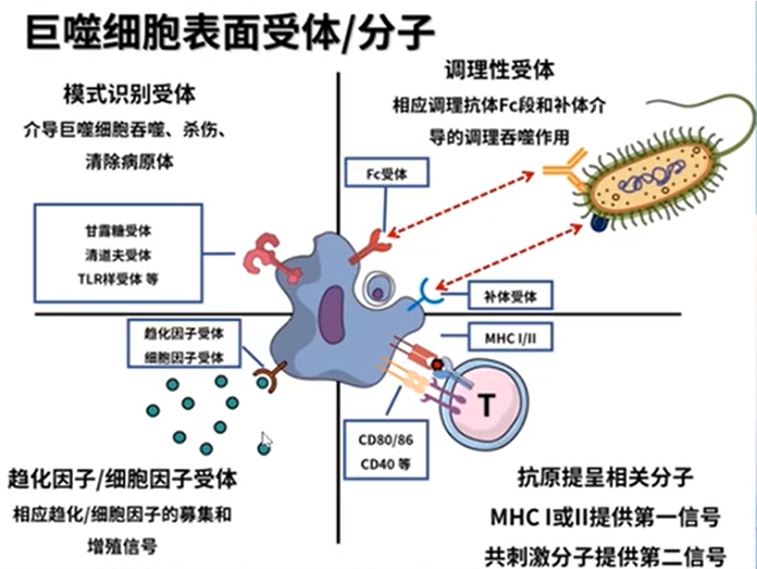 巨噬细胞