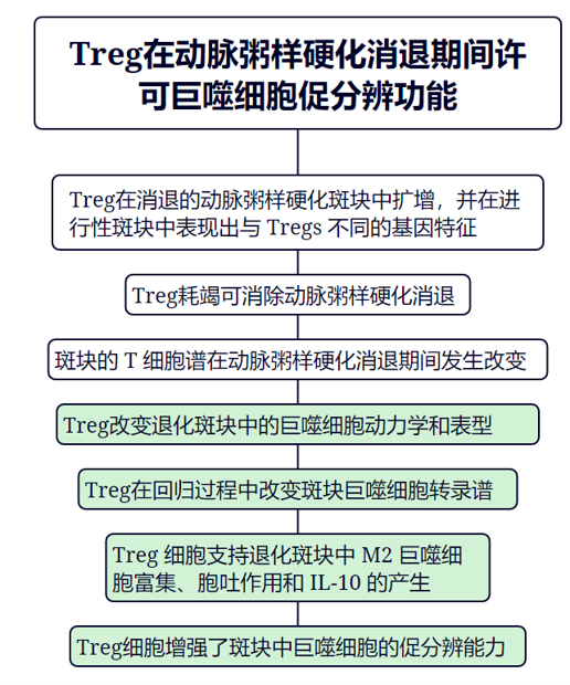 巨噬细胞
