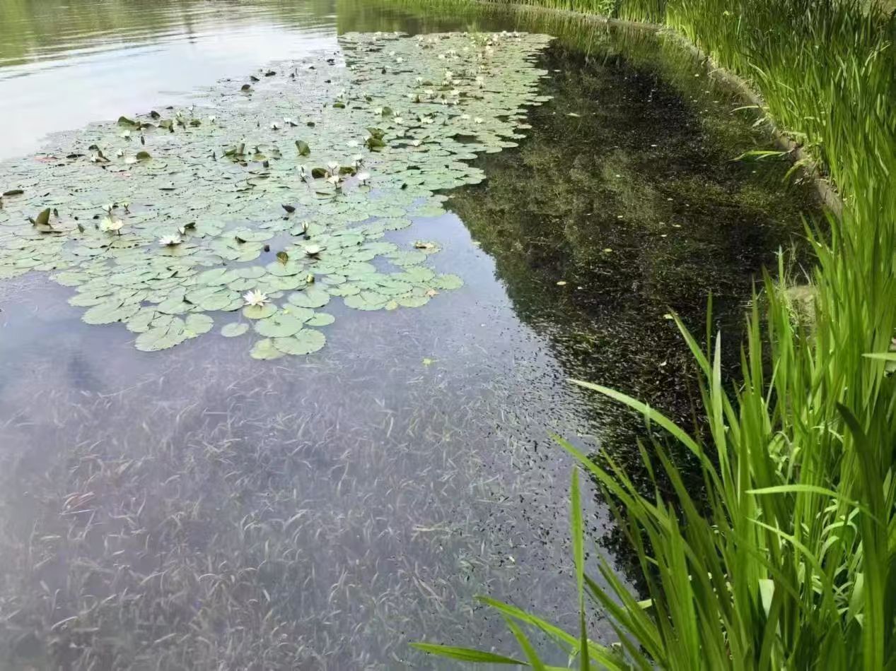 雷克環境