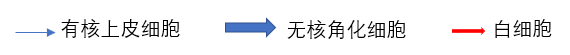 大小鼠