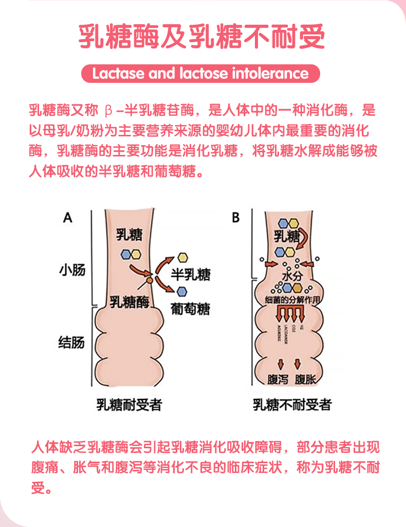 恩博维乳糖酶