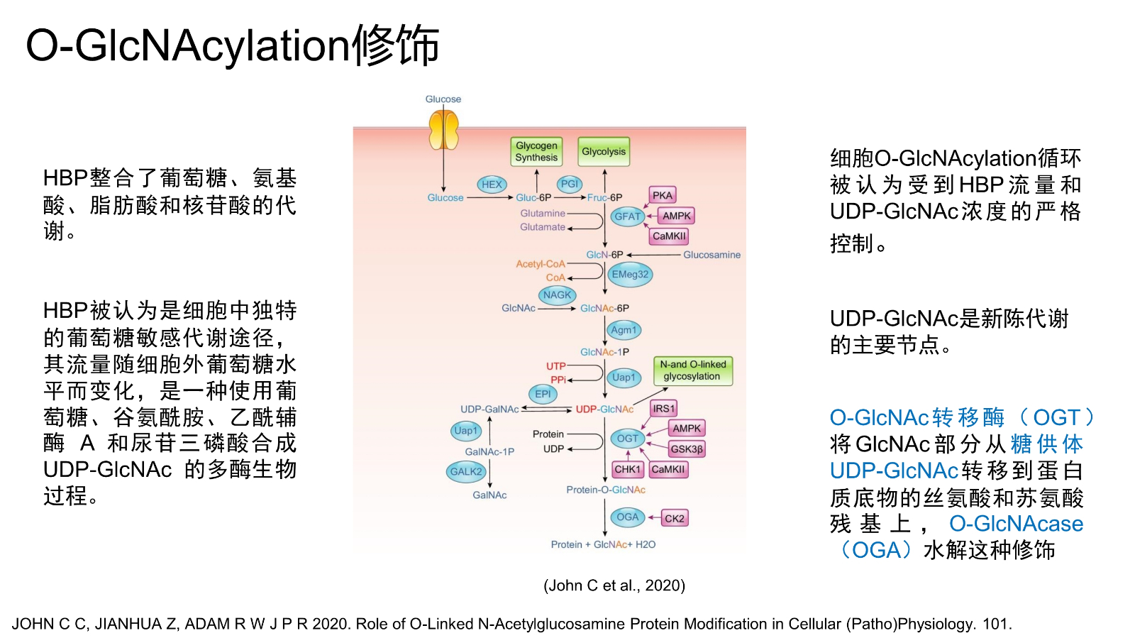 糖基化