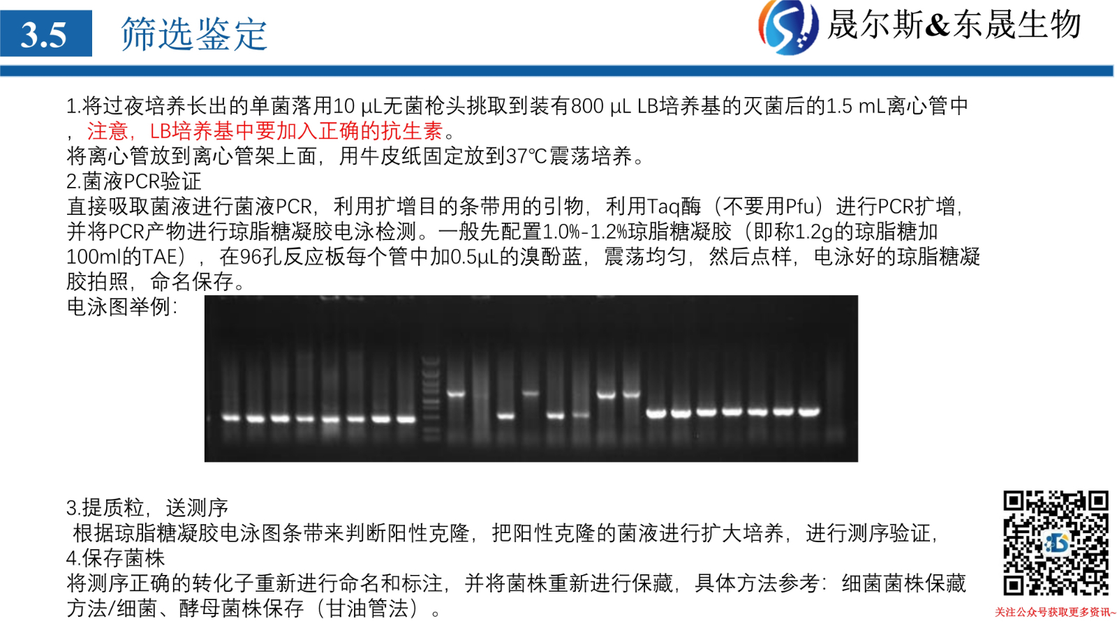质粒