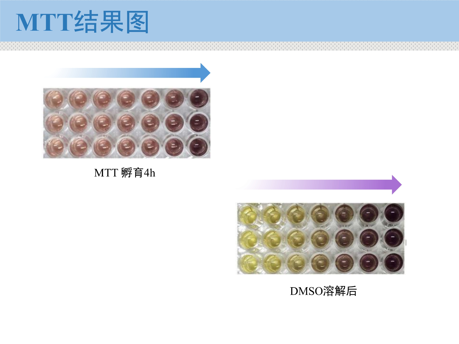 细胞
