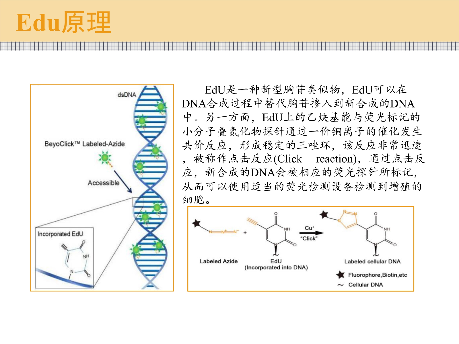 细胞