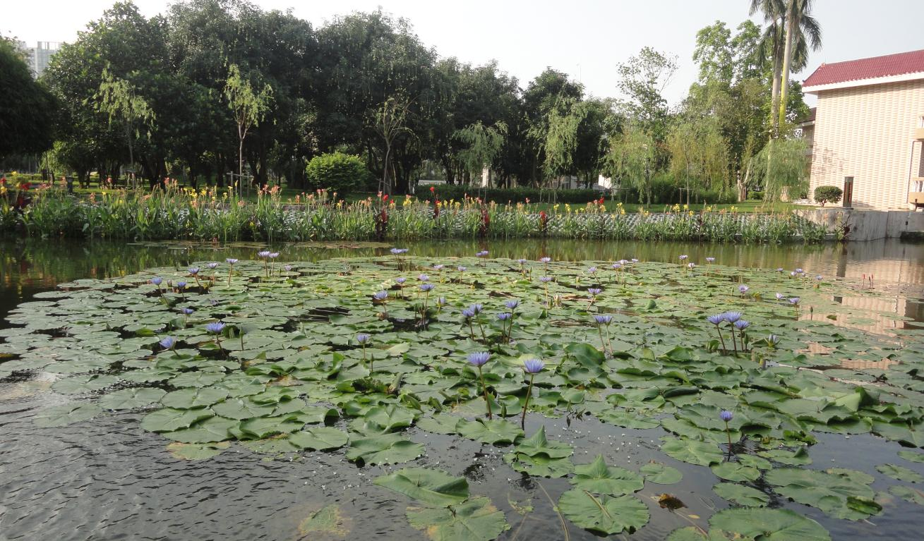 2013年廣東茂名石化竹園人工湖生態恢復