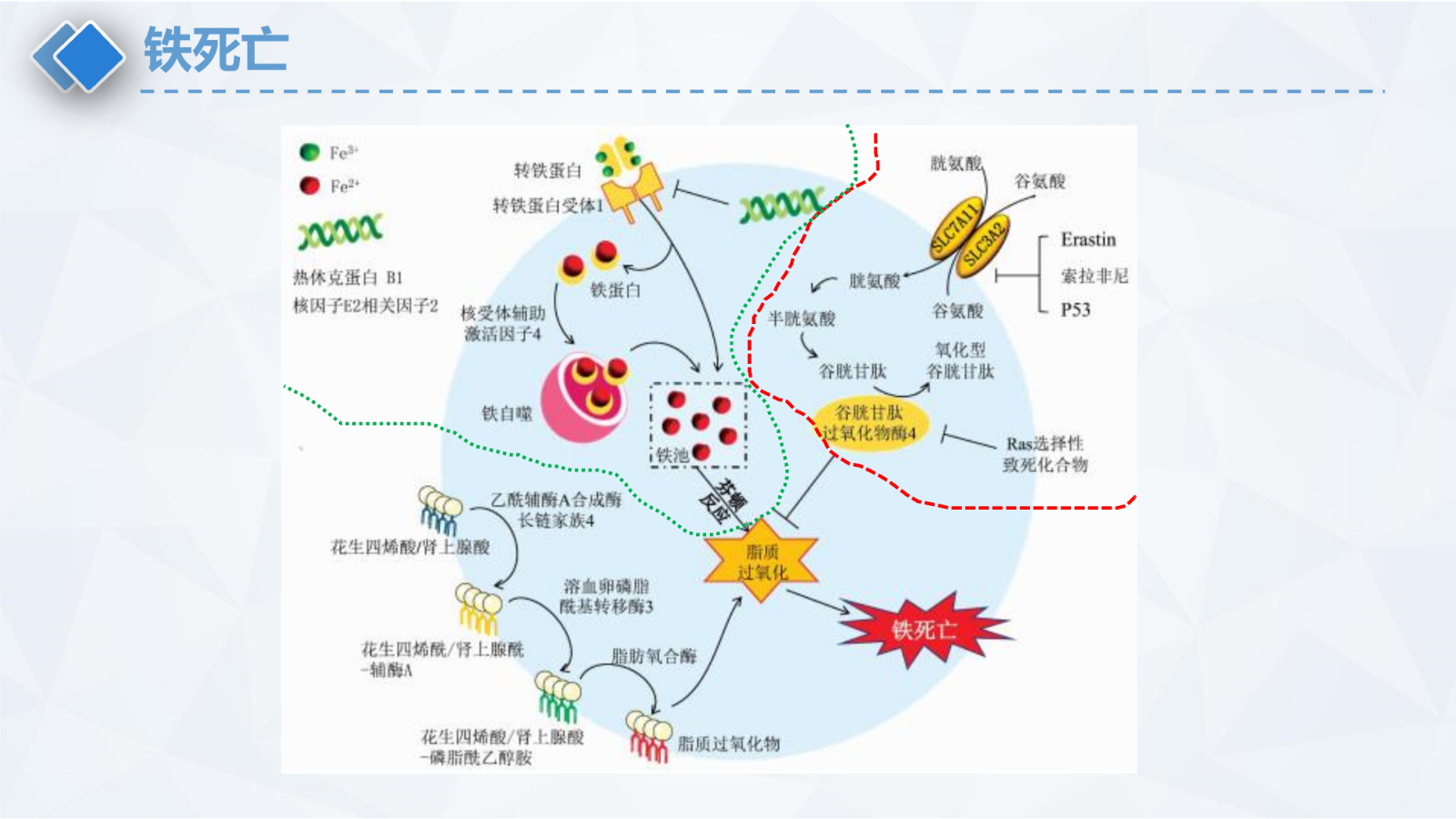 铁死亡
