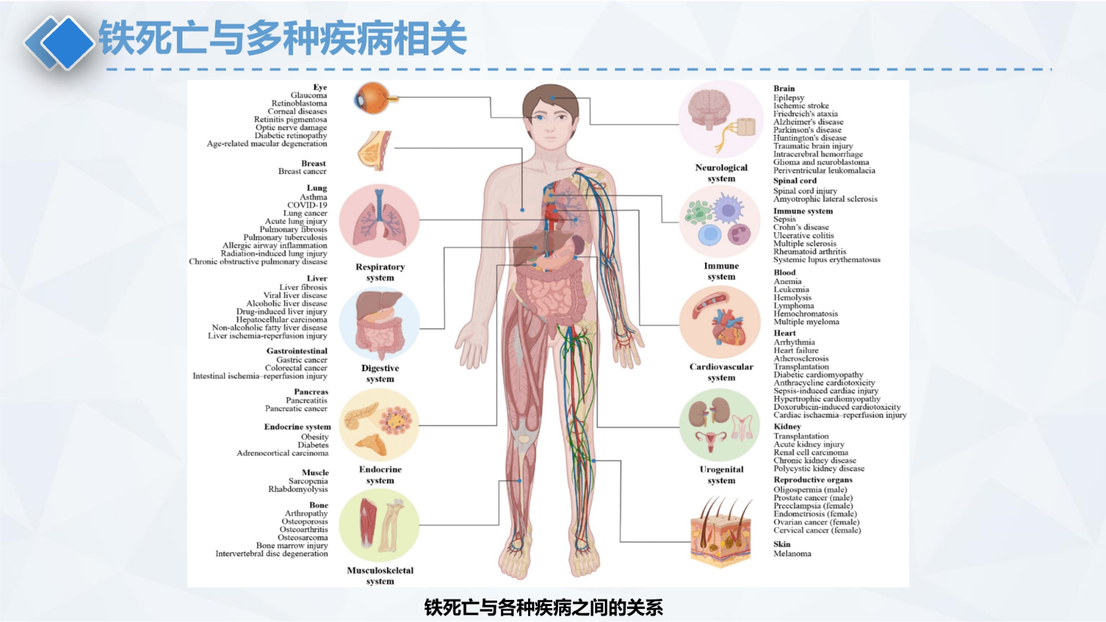 铁死亡