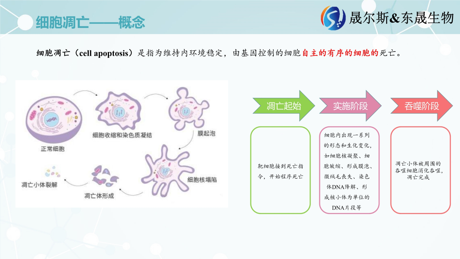 细胞凋亡