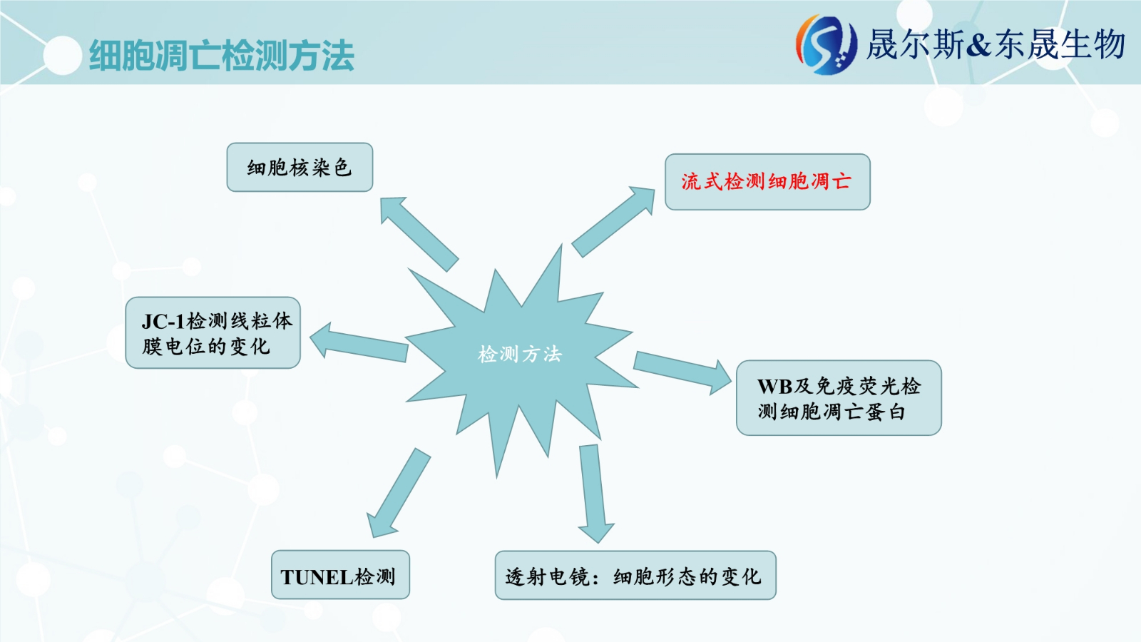 细胞凋亡