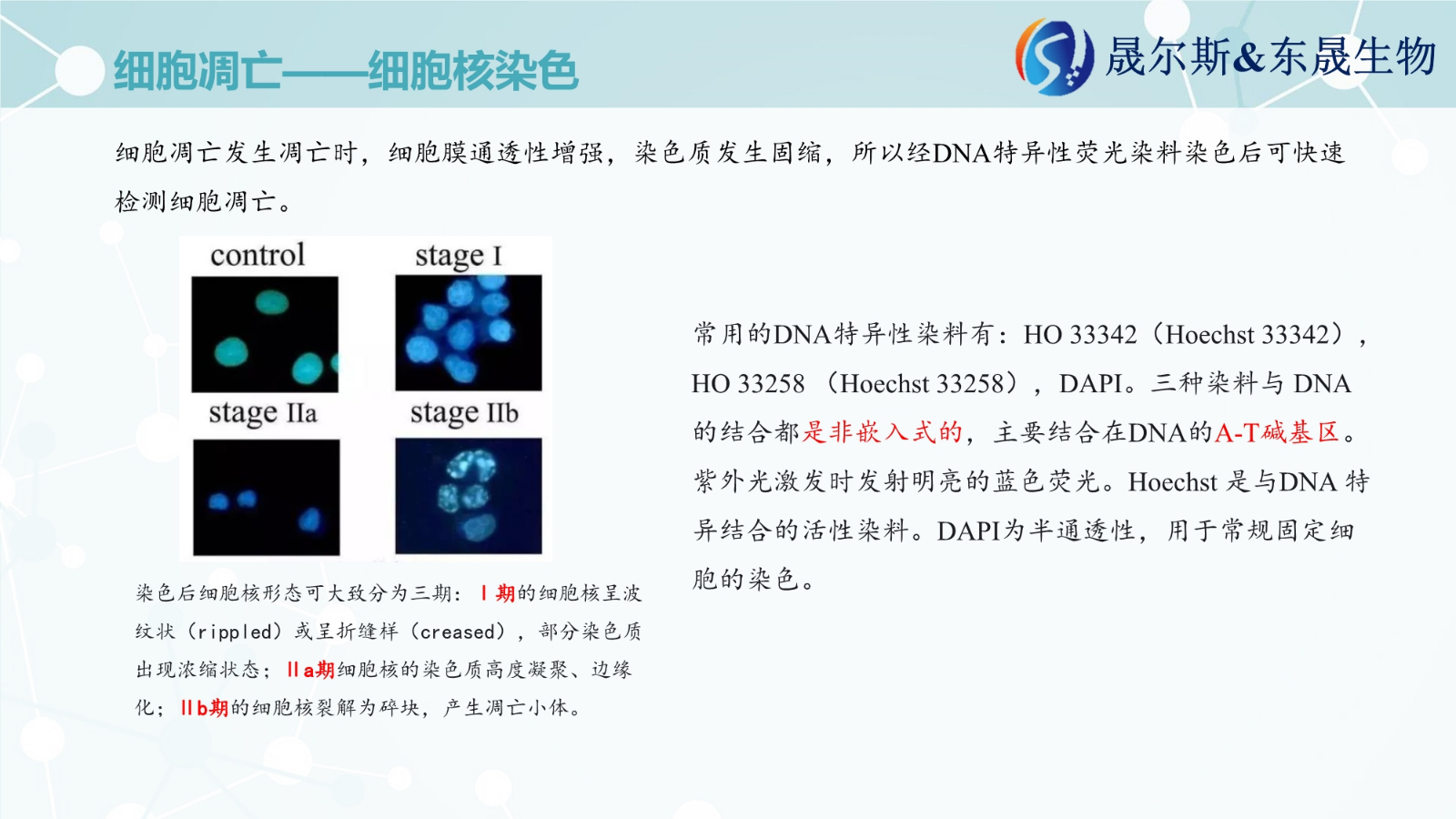 细胞凋亡