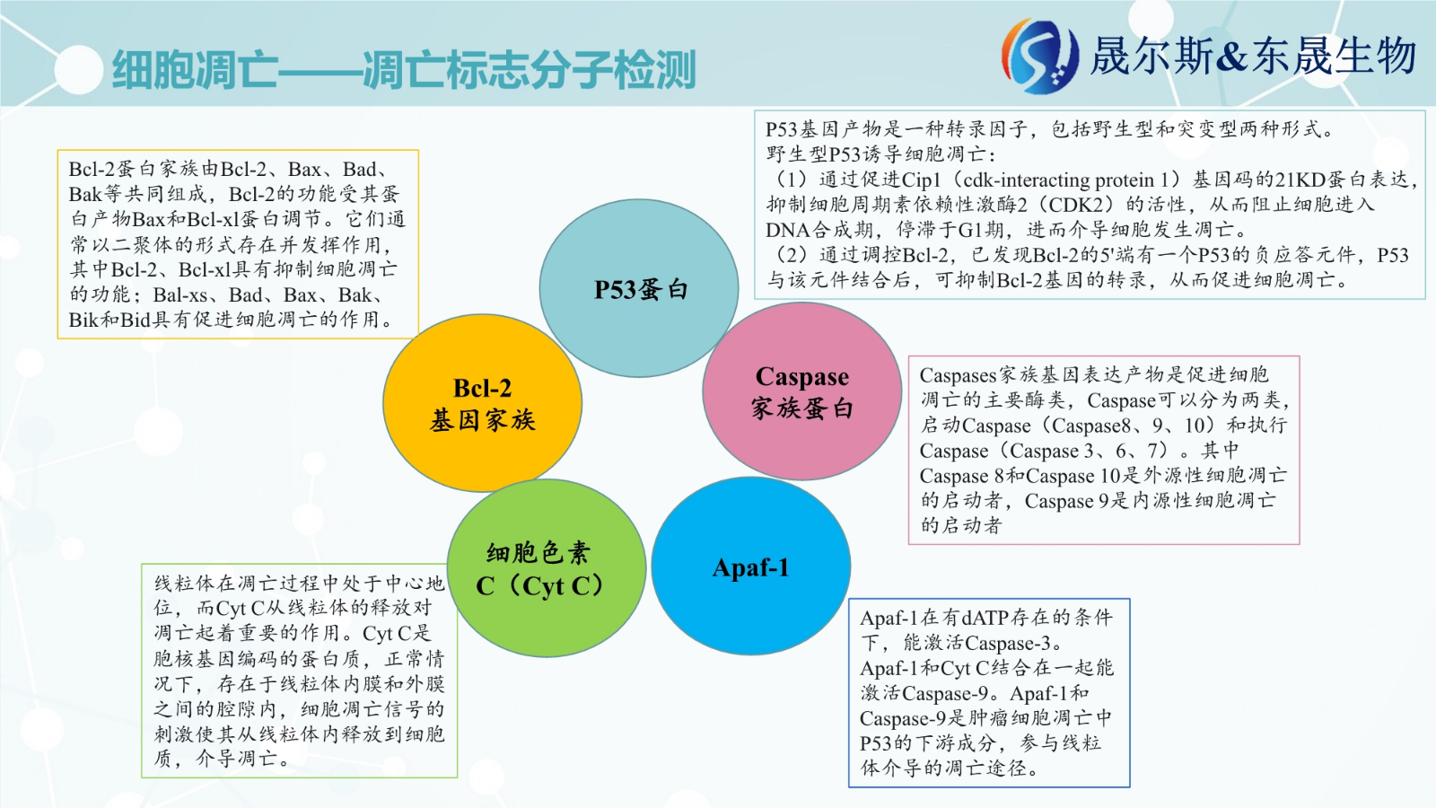 细胞凋亡