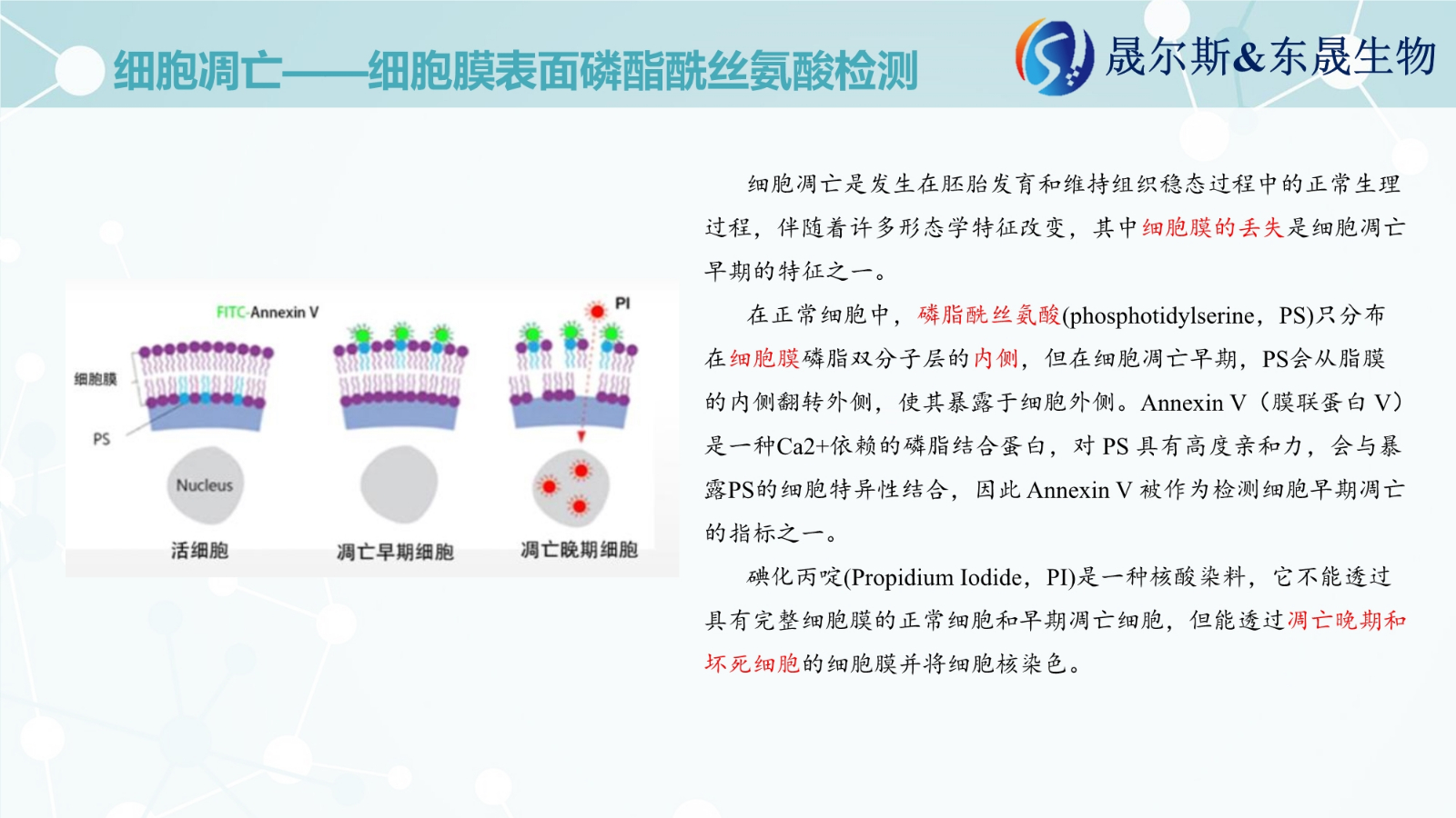 细胞凋亡