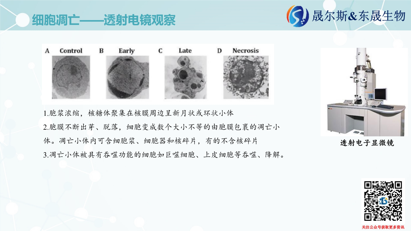 细胞凋亡