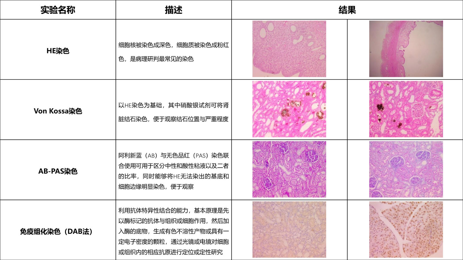 动物实验