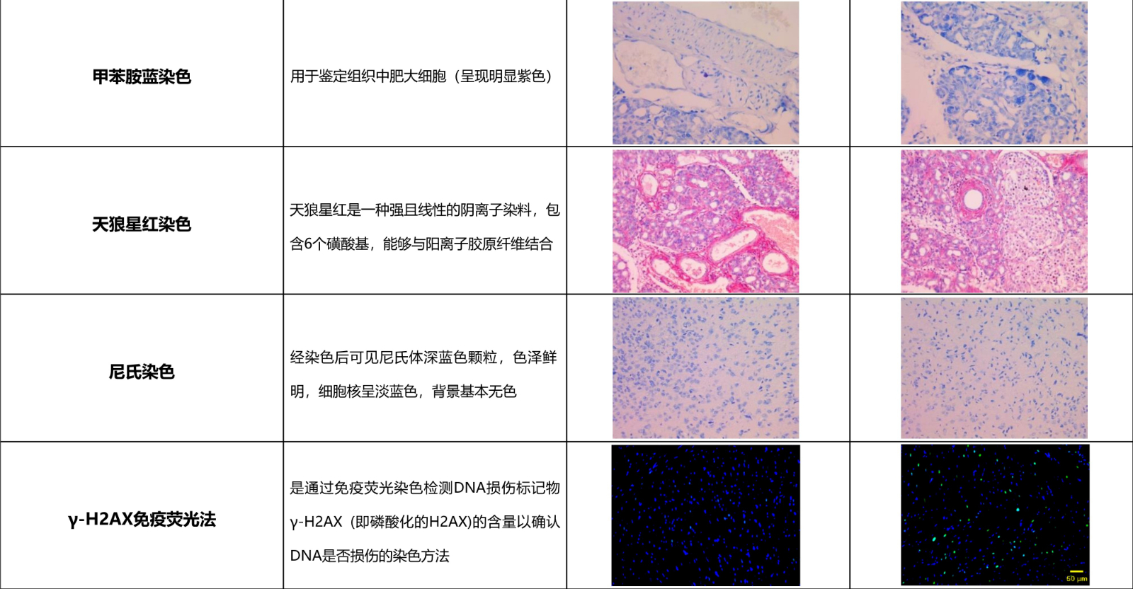 动物实验