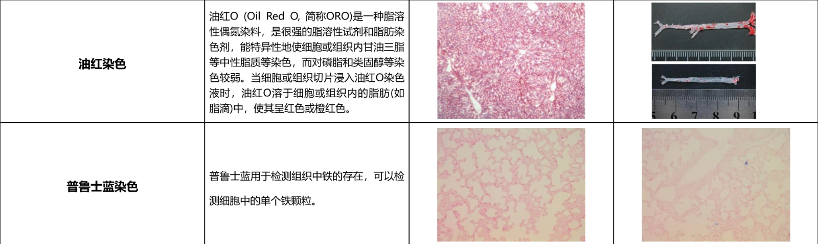 动物实验