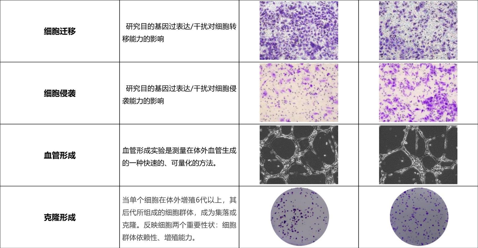 细胞实验