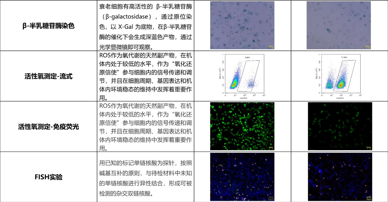 细胞实验