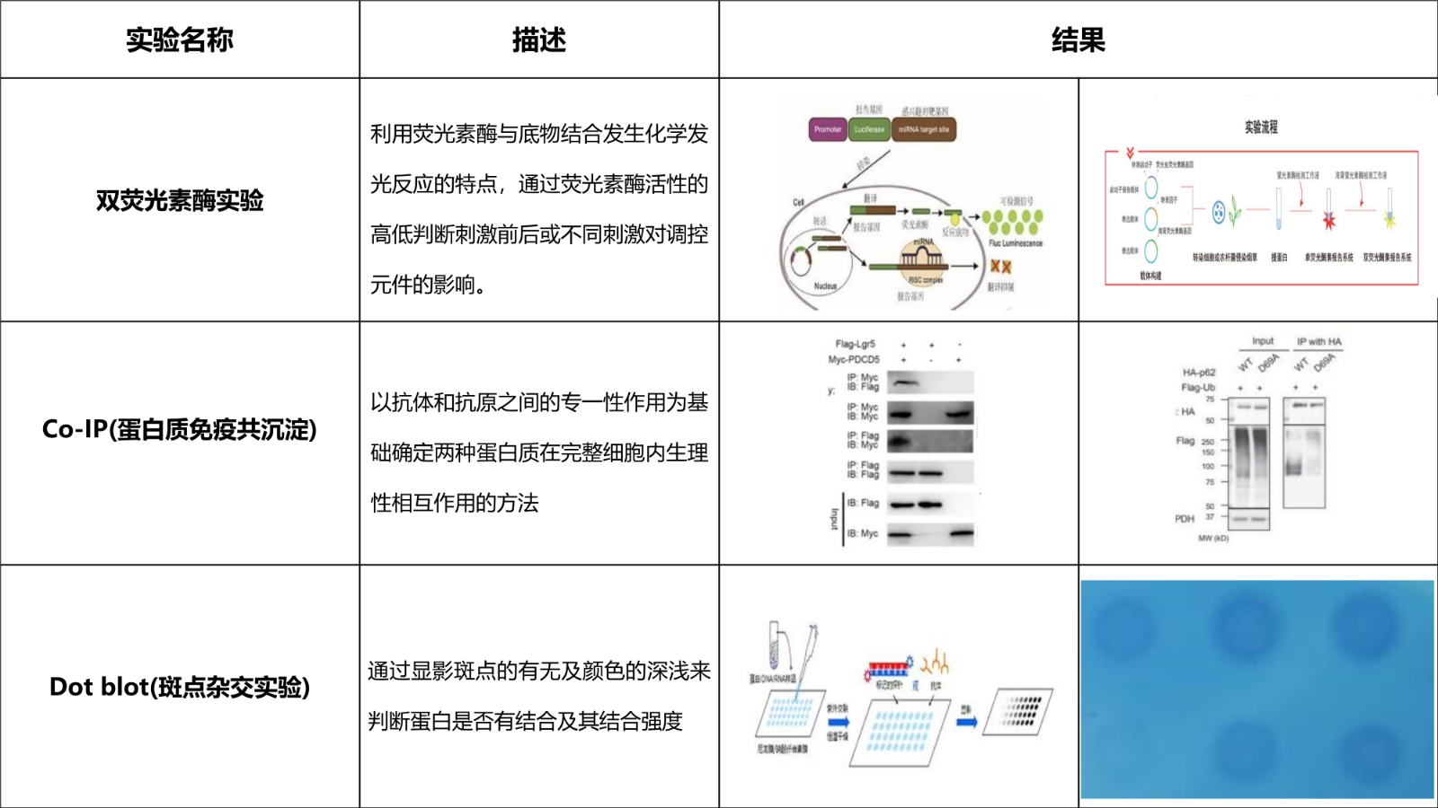 分子实验
