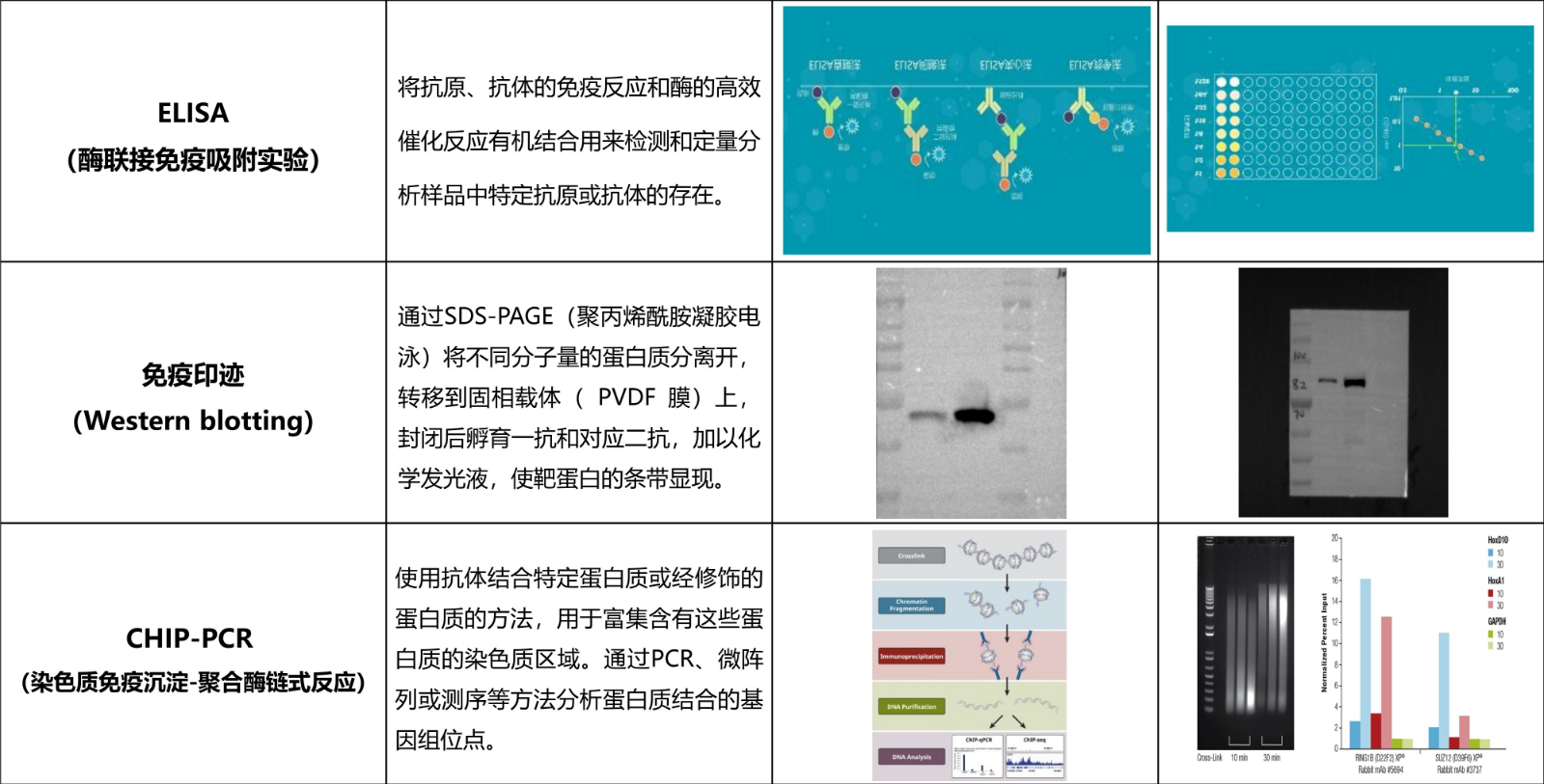 分子实验
