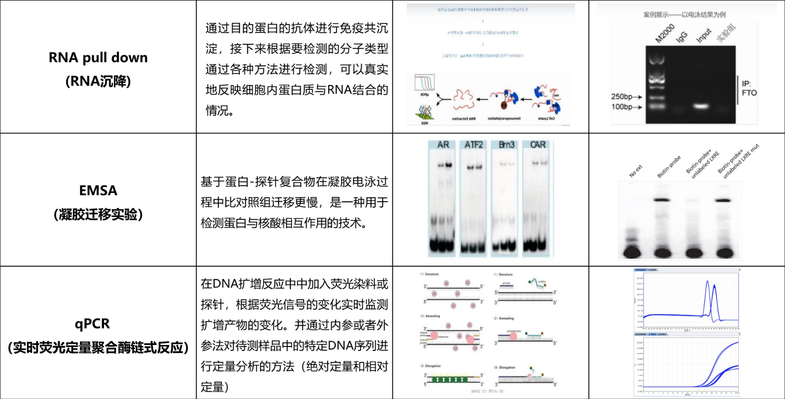 分子实验