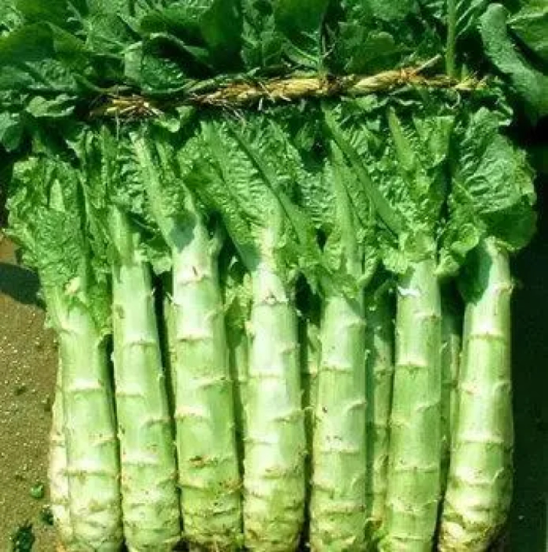 蔬菜