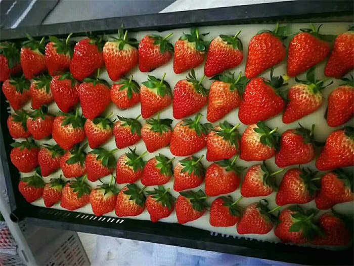 水果