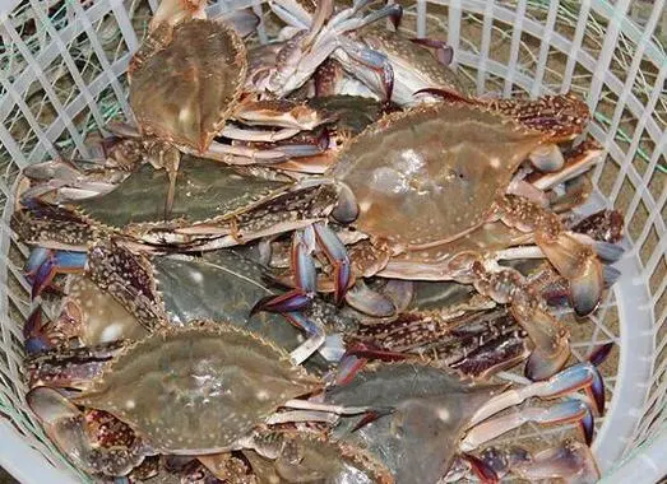 海鲜