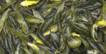 水产