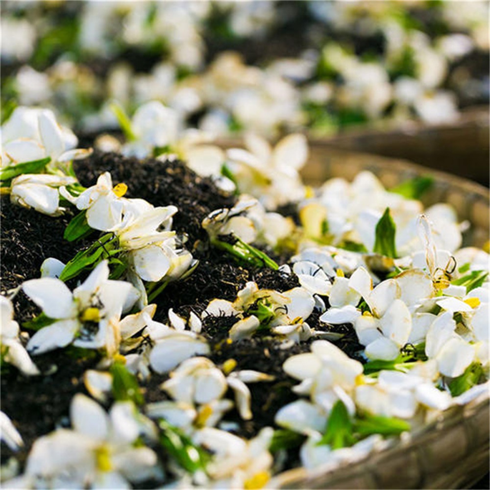 栀子花