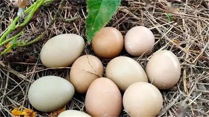 野鸡蛋