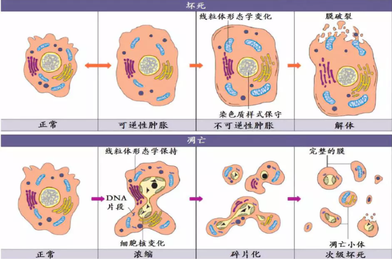 细胞自噬