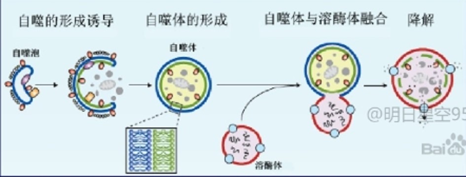 细胞自噬