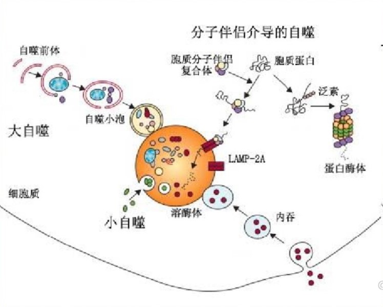 细胞自噬