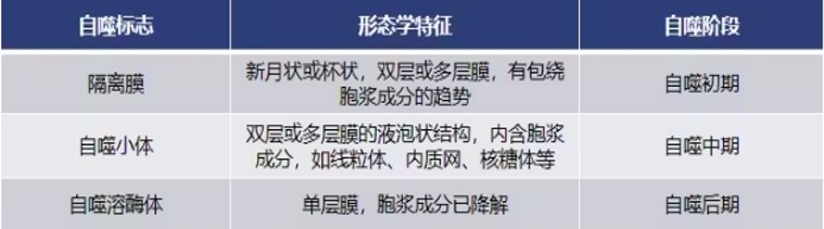 细胞自噬