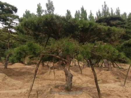 造型黑松