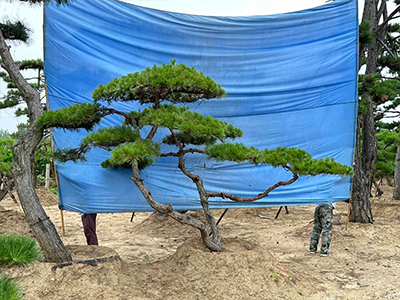 造型黑松树