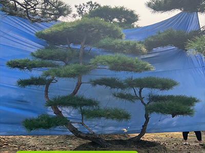 造型黑松树