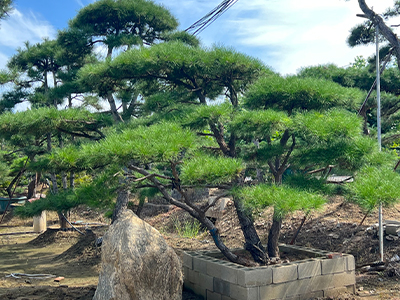 造型松树