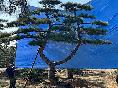 山东造型黑松