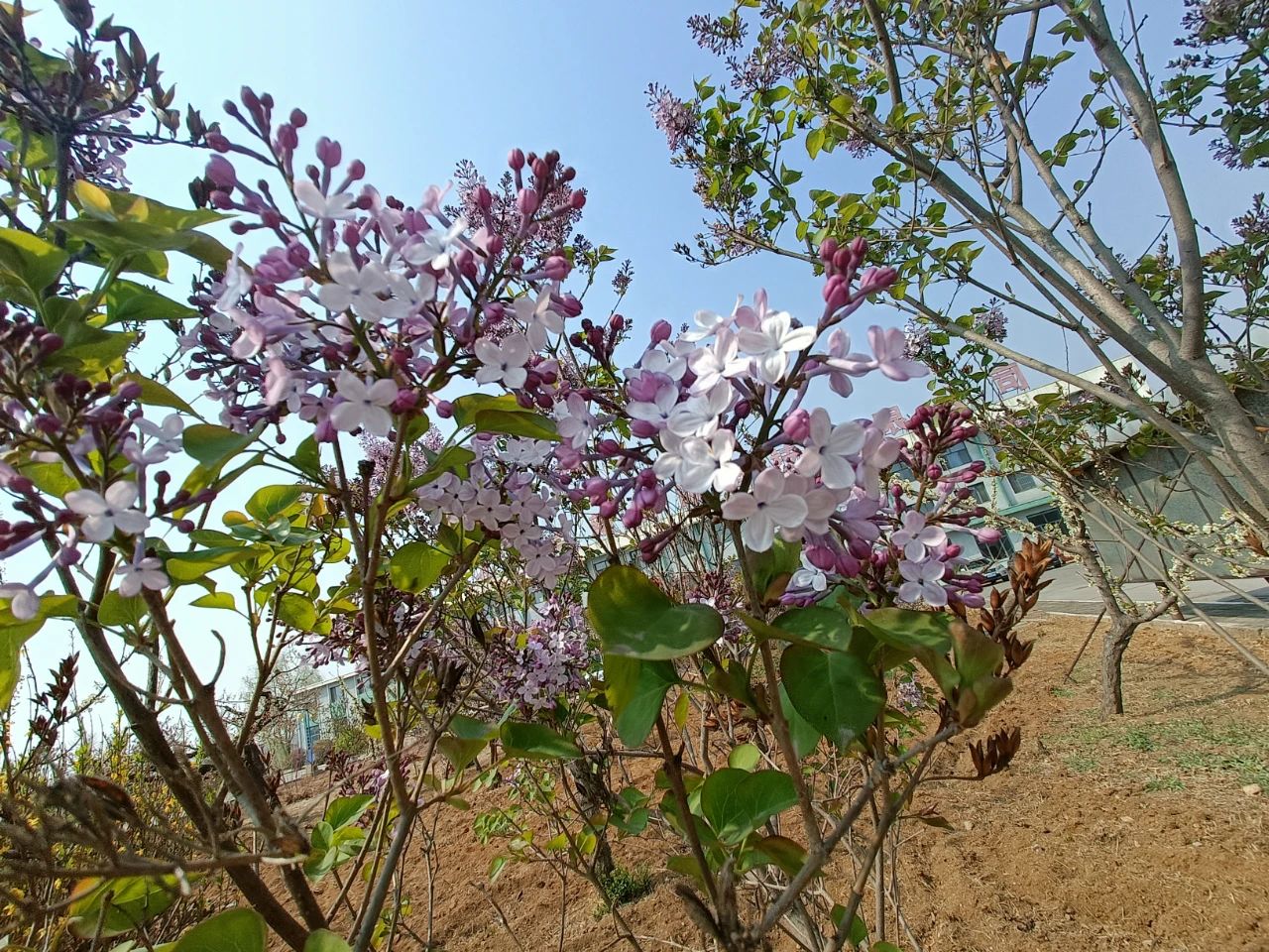 零點(diǎn)花開(kāi)