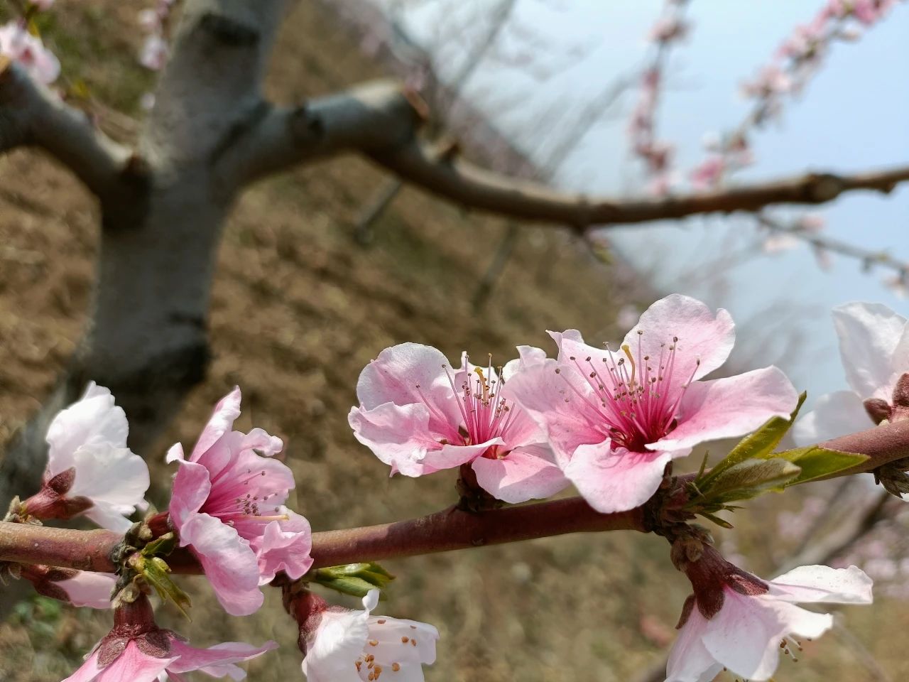 零點(diǎn)花開(kāi)